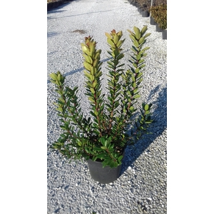 Arbutus unedo