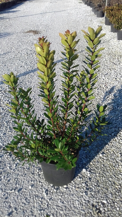 <h4>Arbutus unedo</h4>