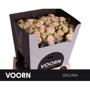 Rosa spray galina