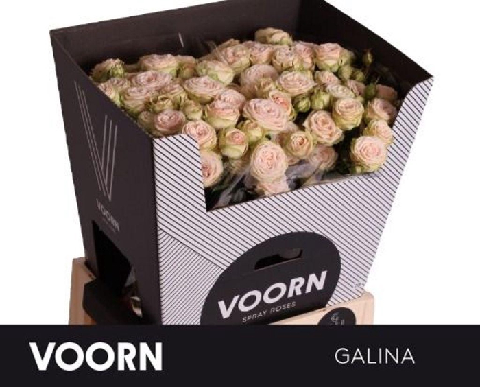 <h4>Rosa spray galina</h4>
