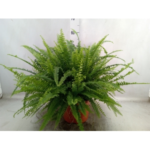 Nephrolepis exal. 'Green Lady'