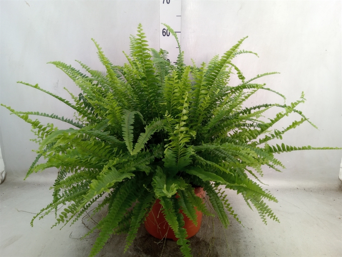 Nephrolepis exal. 'Green Lady'