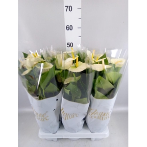 Anthurium andr. 'Cocos'