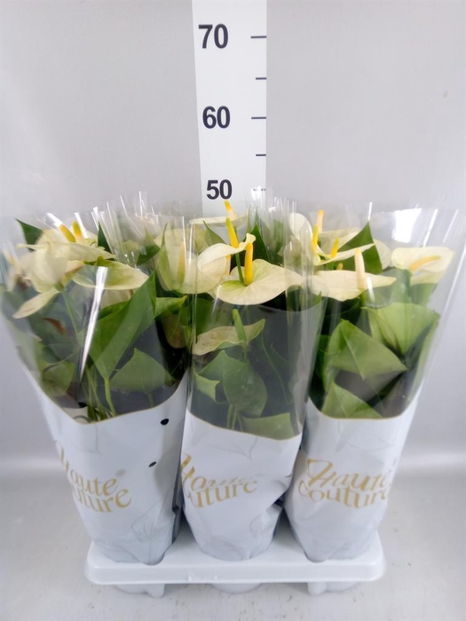 <h4>Anthurium andr. 'Cocos'</h4>