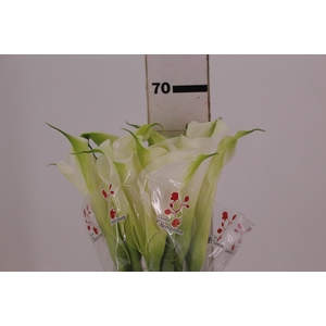 COPO DE LEITE BRANCO 070 CM