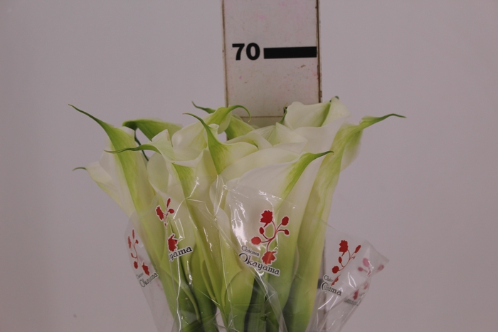 <h4>COPO DE LEITE BRANCO 070 CM</h4>