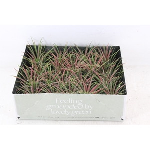 arr3 CP - Till. Ionantha rood x20