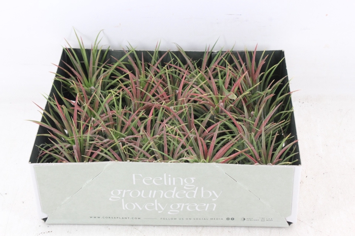 <h4>arr3 CP - Till. Ionantha rood x20</h4>