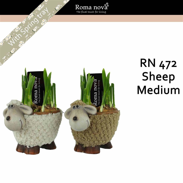 <h4>Narcis 472 Sheep Medium</h4>