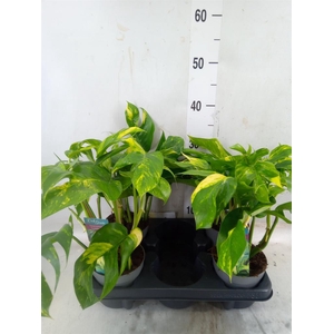 Epipremnum pinn. 'Cintho Goldfinge'