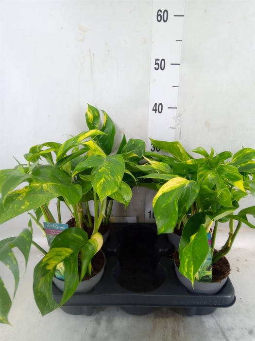 <h4>Epipremnum pinn. 'Cintho Goldfinge'</h4>