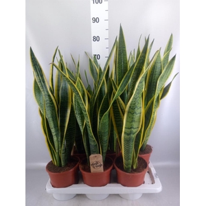 Sansevieria trifa. 'Laurentii'