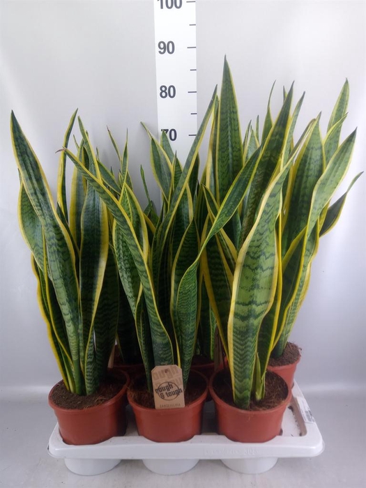 <h4>Sansevieria trifa. 'Laurentii'</h4>