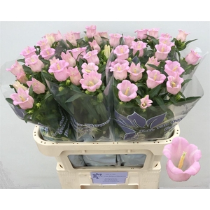 Camp M Pearl Pink