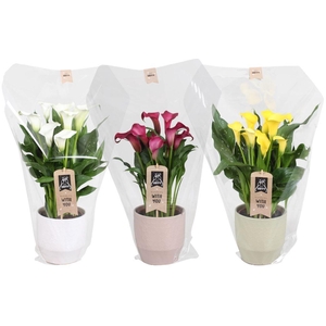 Zantedeschia gemengd Calla mix in Jady keramiek