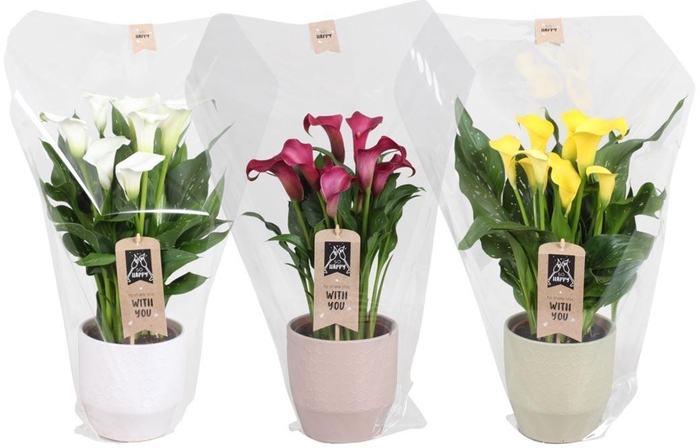 <h4>Zantedeschia gemengd Calla mix in Jady keramiek</h4>