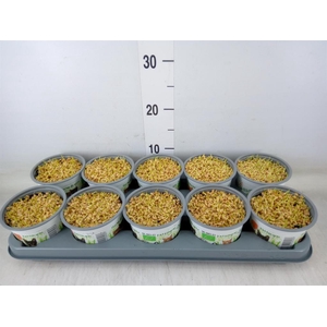 Hordeum sp.   ...kattegras zaai