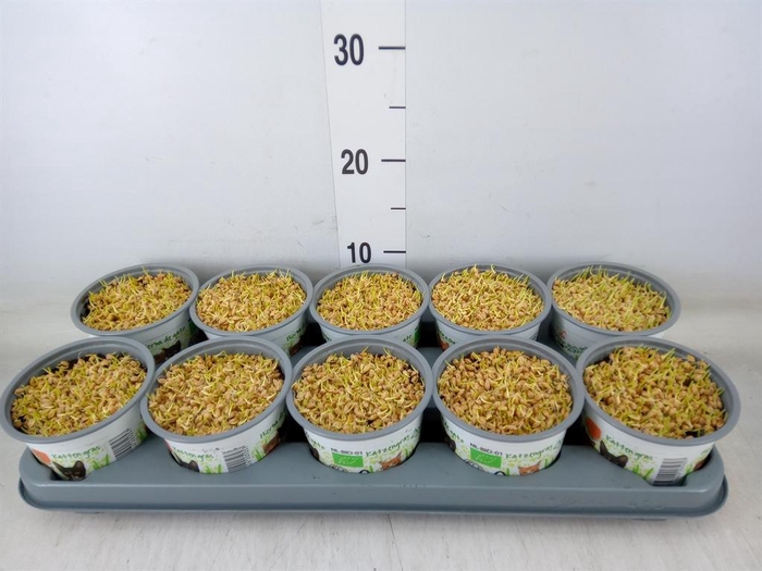 <h4>Hordeum sp.   ...kattegras zaai</h4>