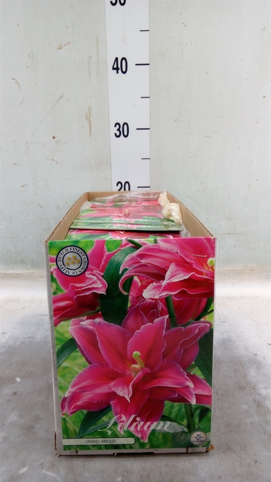 <h4>Lilium   ...flowerbulbs</h4>