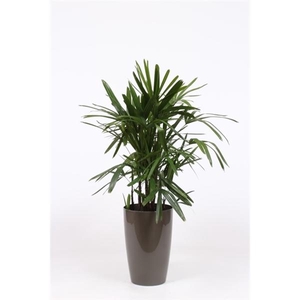 Rhapis excelsa in Santorini pot 