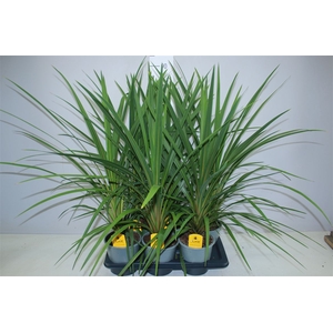 Cordyline Indivisa Peko
