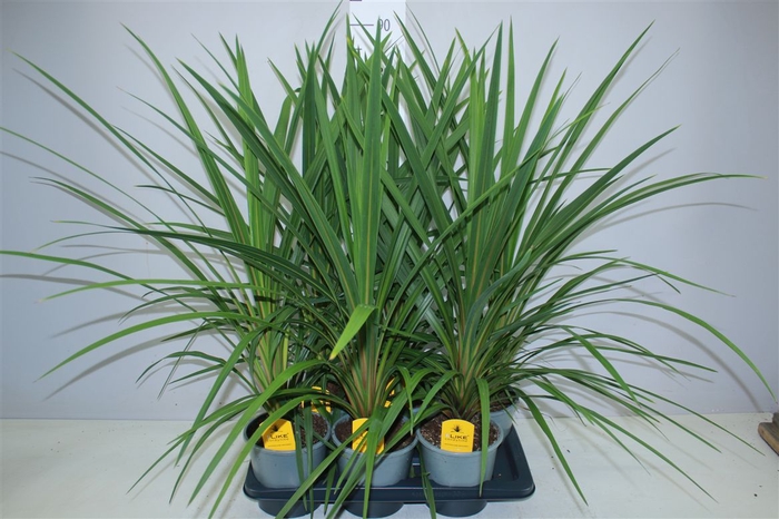 <h4>Cordyline Indivisa Peko</h4>