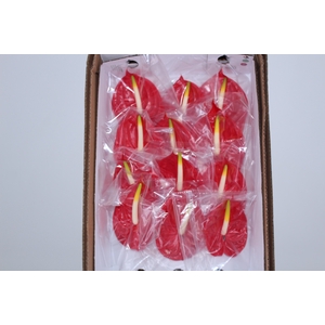 ANT TROPICAL 11/13 040 CM DIAM MIN 11 CM VERMELHO