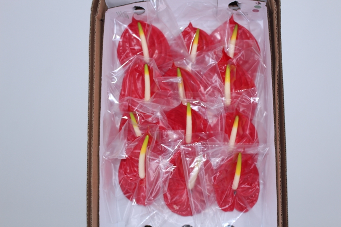 ANT TROPICAL 11/13 040 CM DIAM MIN 11 CM VERMELHO