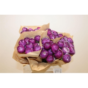 Ran Cloni Ex Parmela