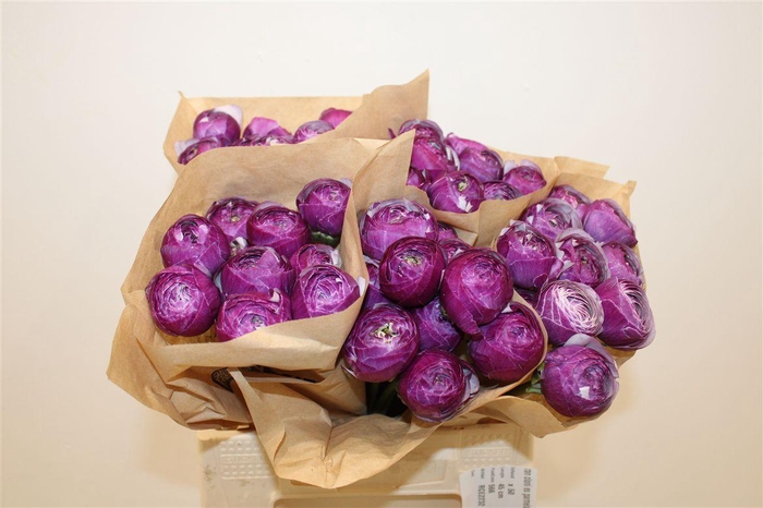 <h4>Ran Cloni Ex Parmela</h4>