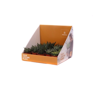 Haworthia mix 5,5 cm in showdoos your lifetime plant