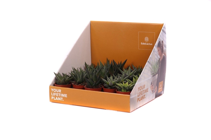 <h4>Haworthia mix 5,5 cm in showdoos your lifetime plant</h4>