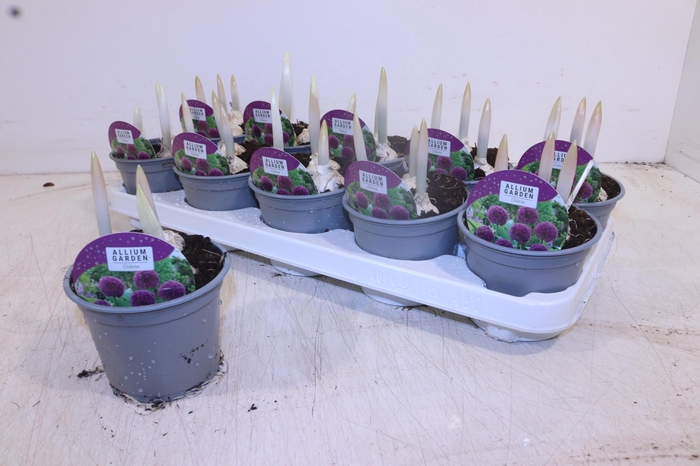 <h4>ALLI OSTARA</h4>