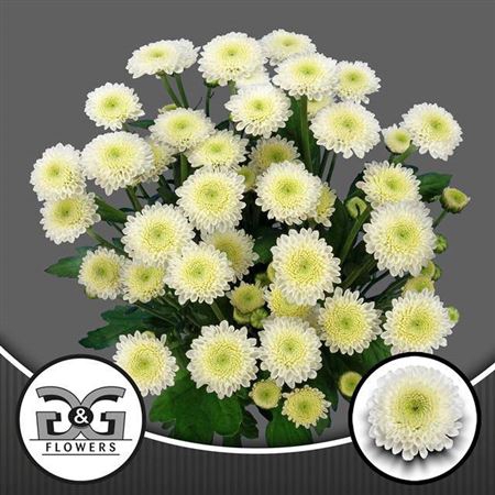 <h4>Chrysanthemum Indicum Grp Coconut</h4>