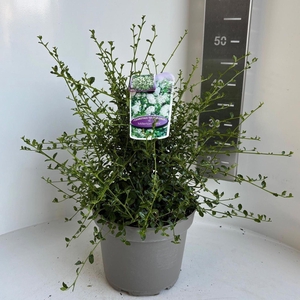 Ceanothus thyrsiflorus