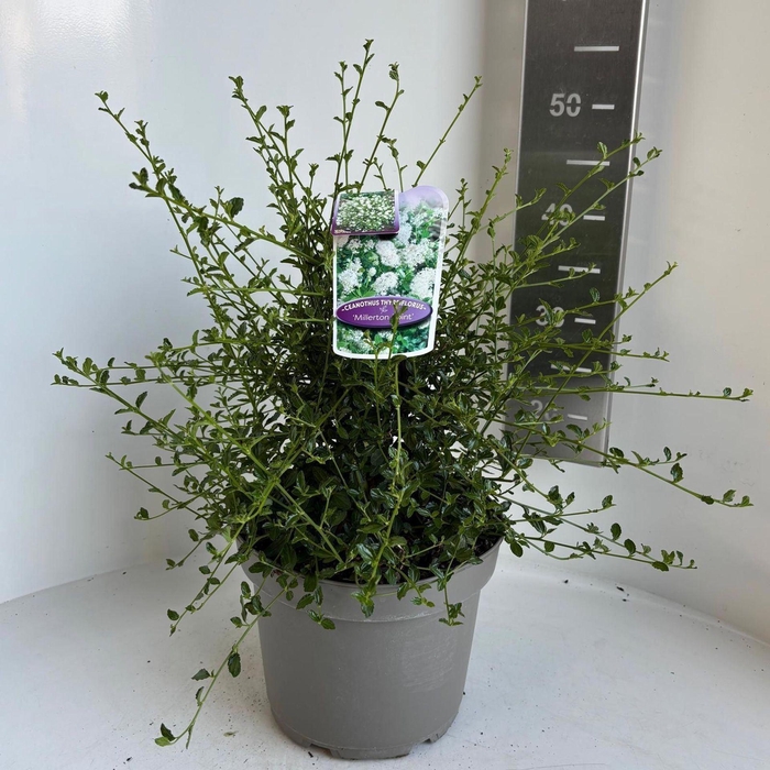 <h4>Ceanothus thyrsiflorus</h4>