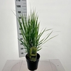 Panicum virgatum