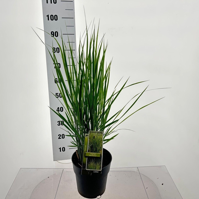 Panicum virgatum