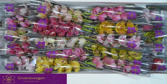 <h4>CYMB MI GEM</h4>