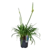 Agapanthus Pitchoune White