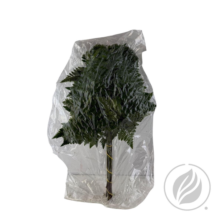 Leatherleaf Large Vac. (cr)
