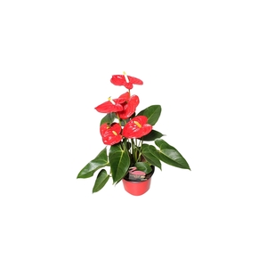 Anthurium XL.88 Aloha Red 12cm