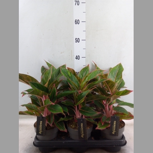 Aglaonema  'Jungle Red'