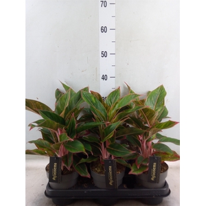 Aglaonema  'Jungle Red'