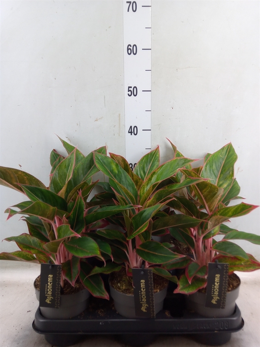 <h4>Aglaonema  'Jungle Red'</h4>
