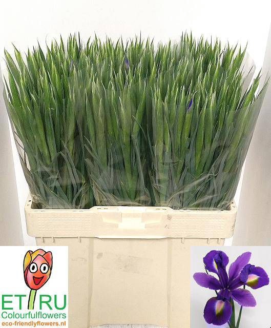 <h4>IRIS BLUE MAGIC</h4>