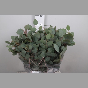 Euca Populus Per Bunch