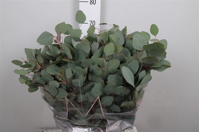 <h4>Euca Populus Per Bunch</h4>
