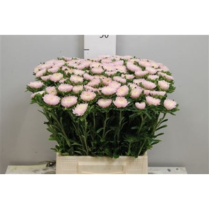Callis Jules Pink
