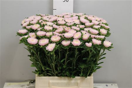 <h4>Callis Jules Pink</h4>